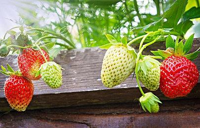 《刺客信条》15周年限量手办《刺客喵条》系列已发售！